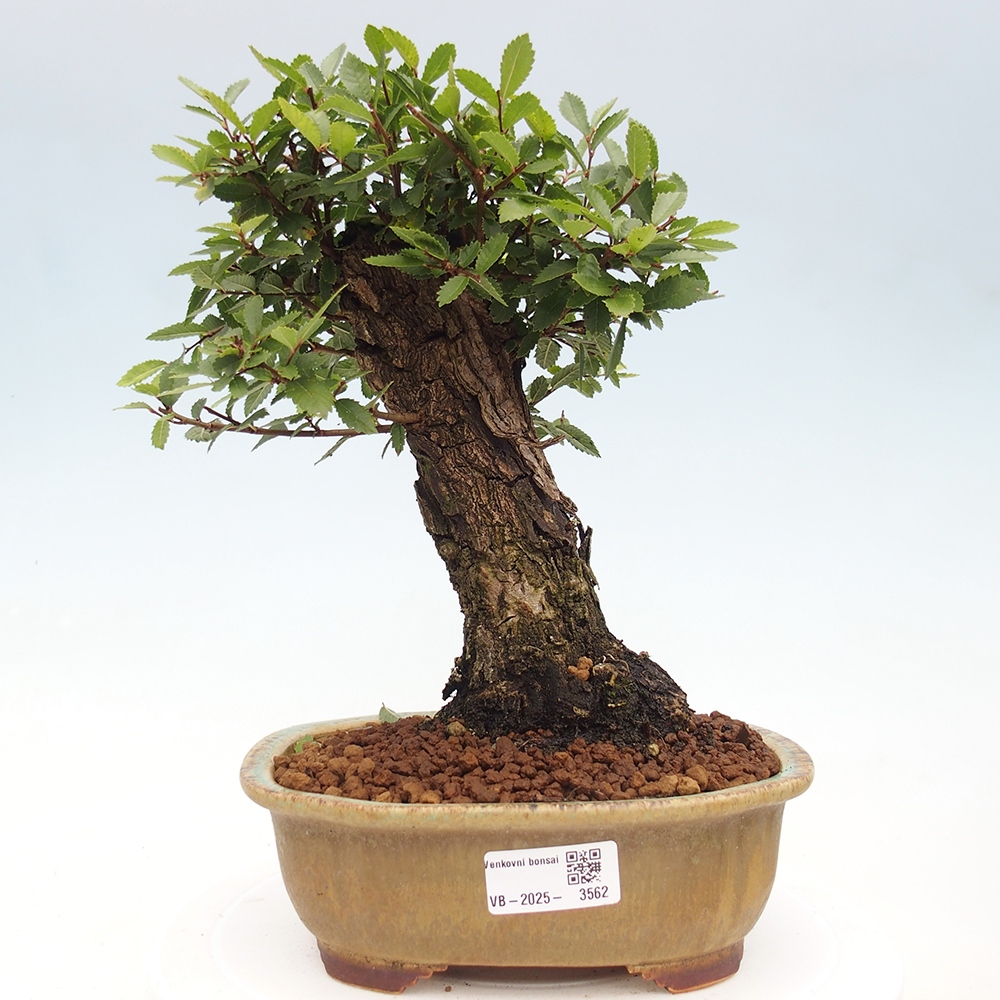Vonkajšie bonsaje - Zelkova - Zelkova NIRE