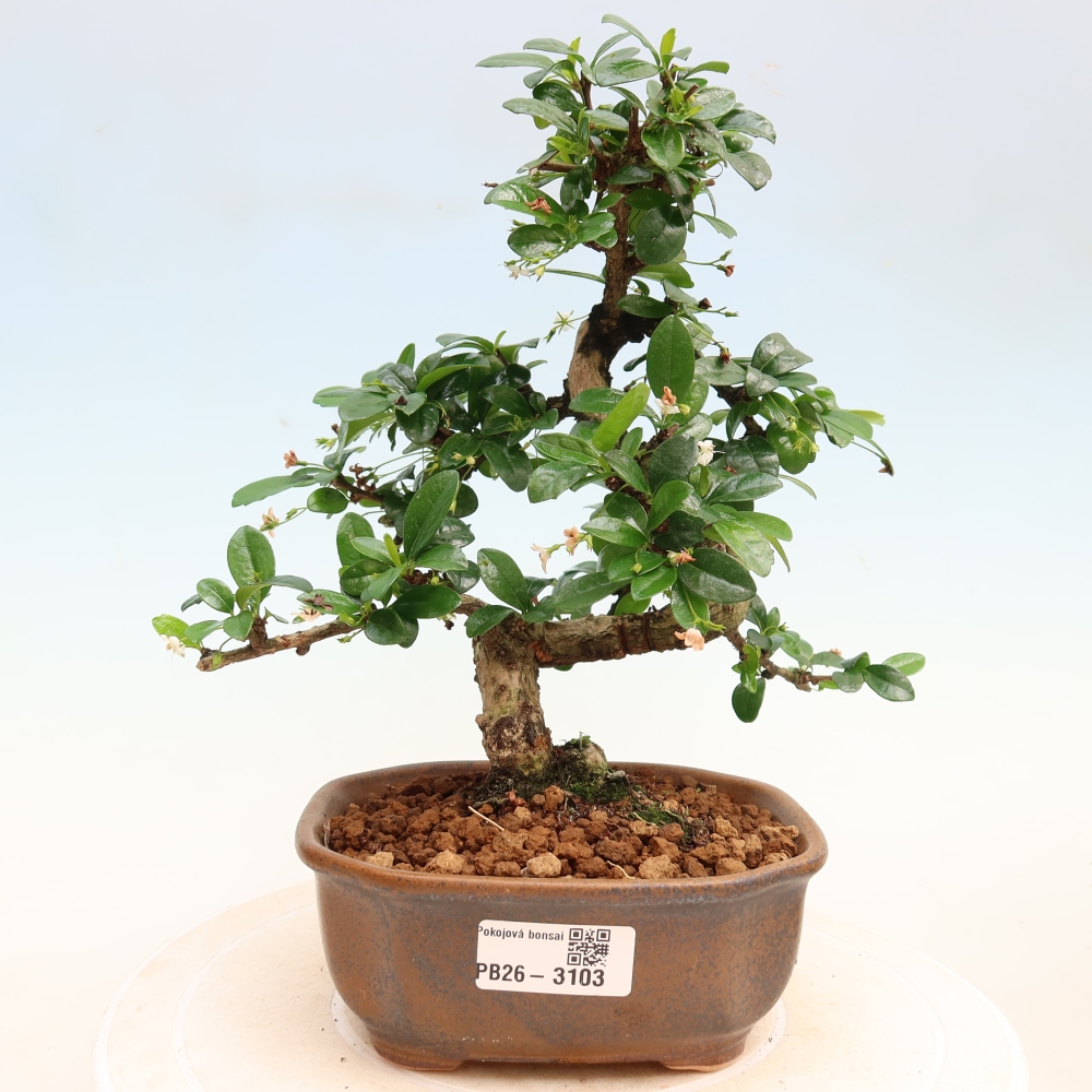 Izbové bonsaje - Carmona macrophylla - Tea fuki