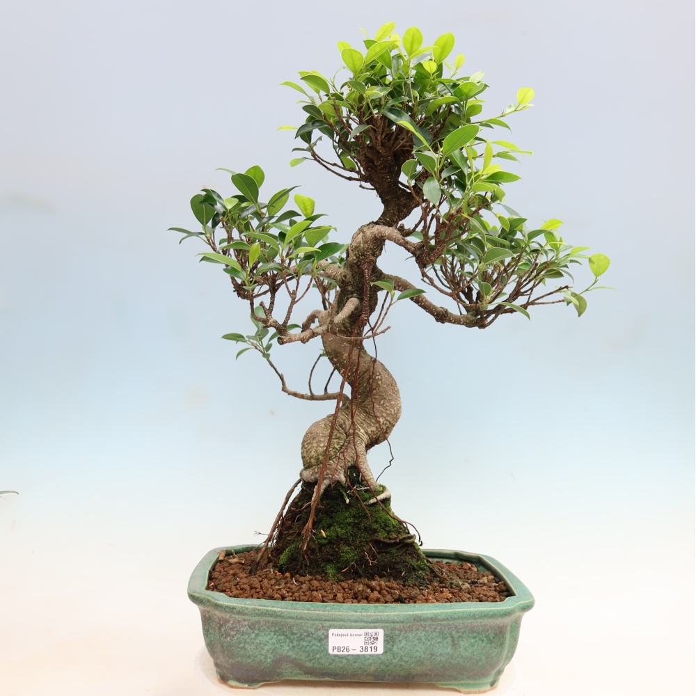 Izbové bonsaje - Ficus kimmen - drobnolistý fikus