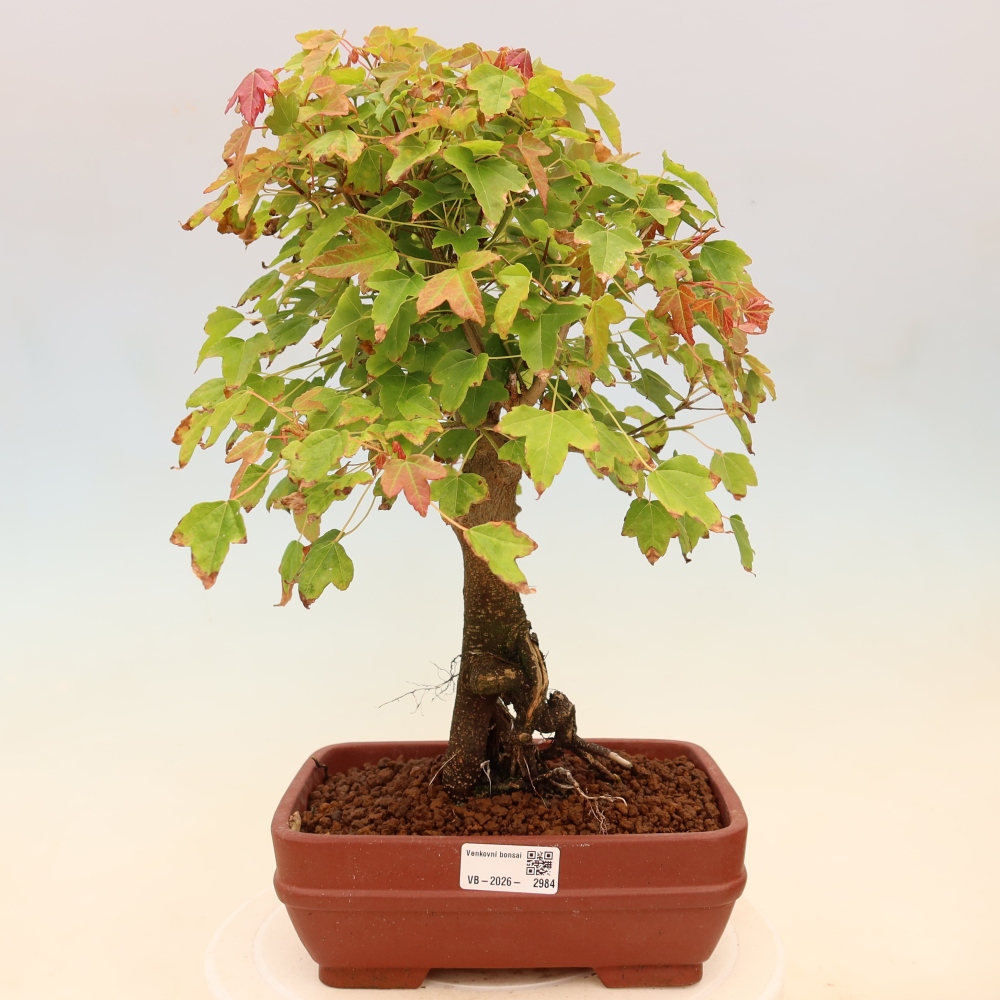 Vonkajšie bonsaje - Javor Burger - Acer Burgerianum