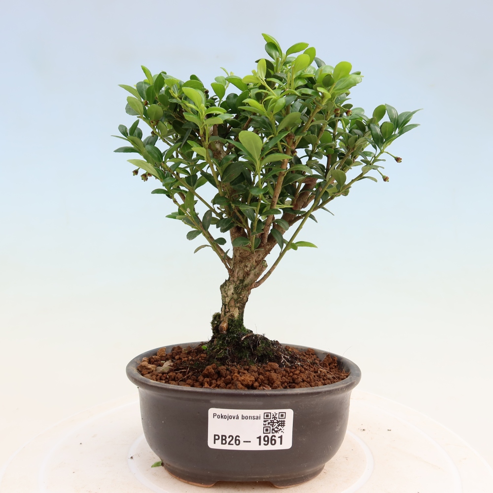 Izbový bonsaj - Ilex crenata - Cesmína
