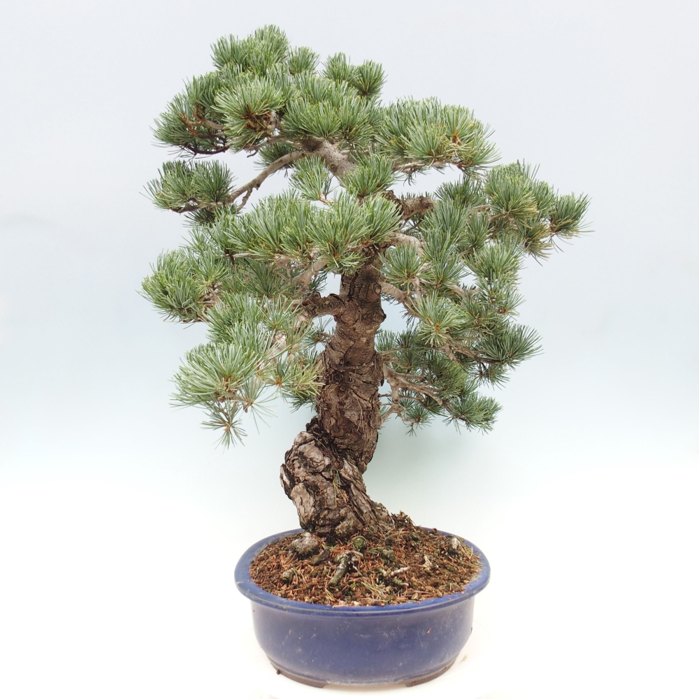 Vonkajšie bonsai - Pinus parviflora - Borovica drobnokvetá