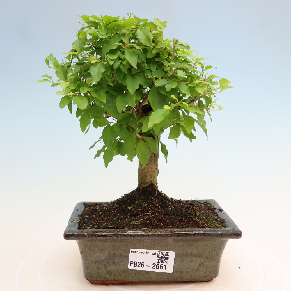 Izbový bonsaj -Ligustrum chinensis - Vtáčí zobák