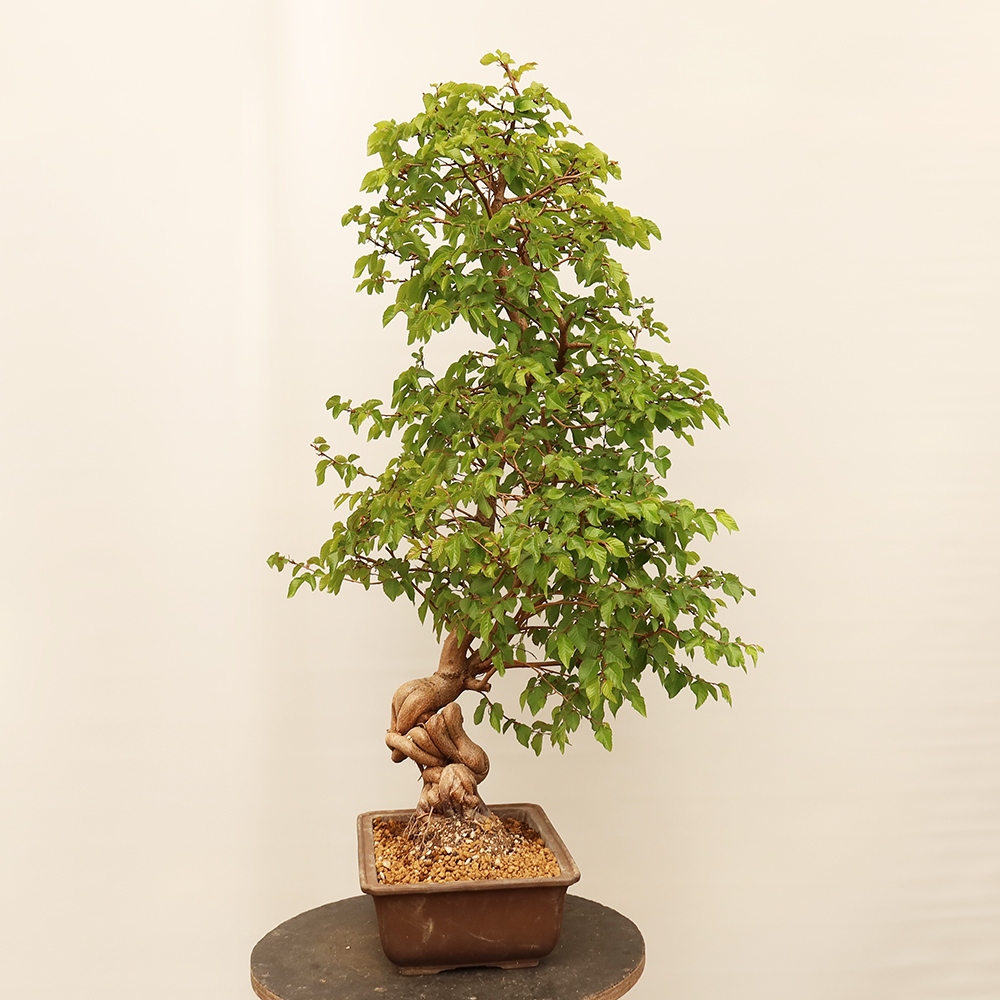 Vonkajší bonsai -Carpinus Coreana - Hrab kórejský