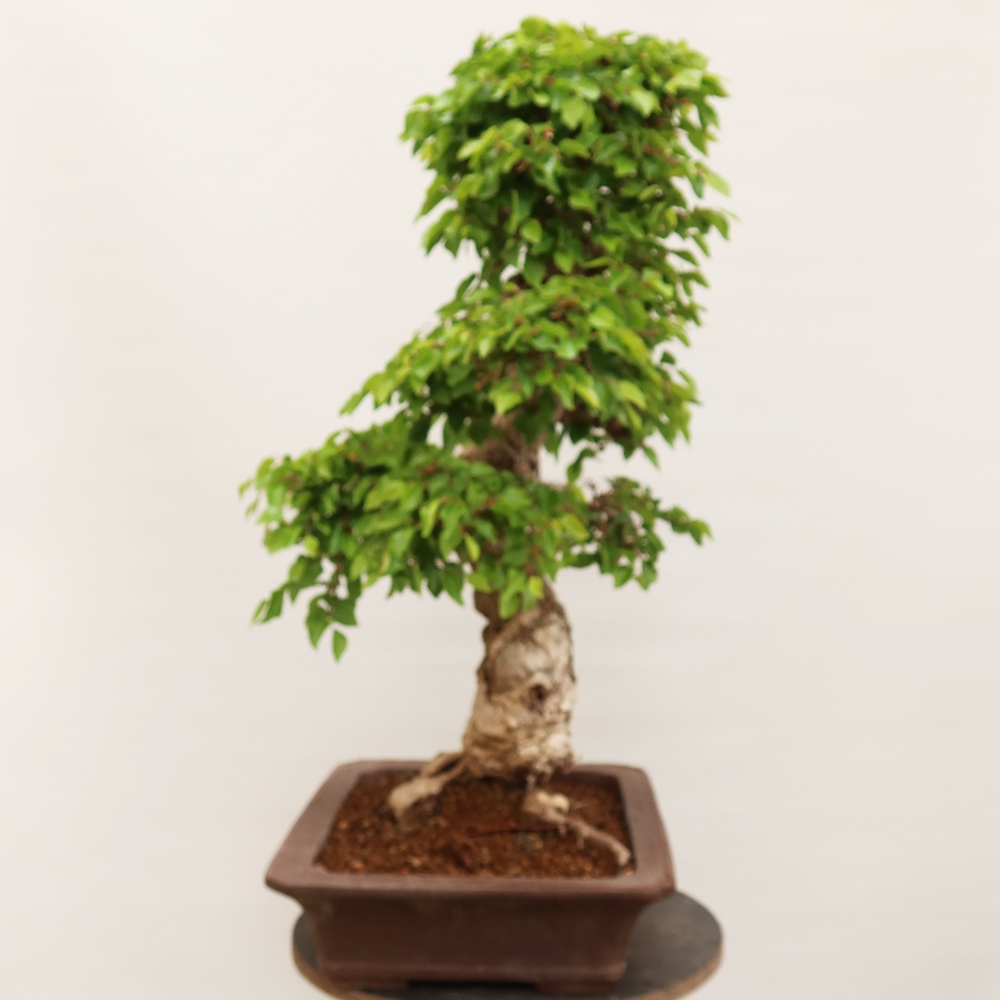 Vonkajší bonsai -Carpinus Coreana - Hrab kórejský