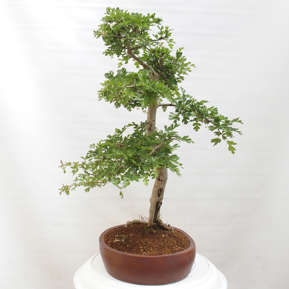 Vonkajší bonsai - Hloh - Crataegus monogyna