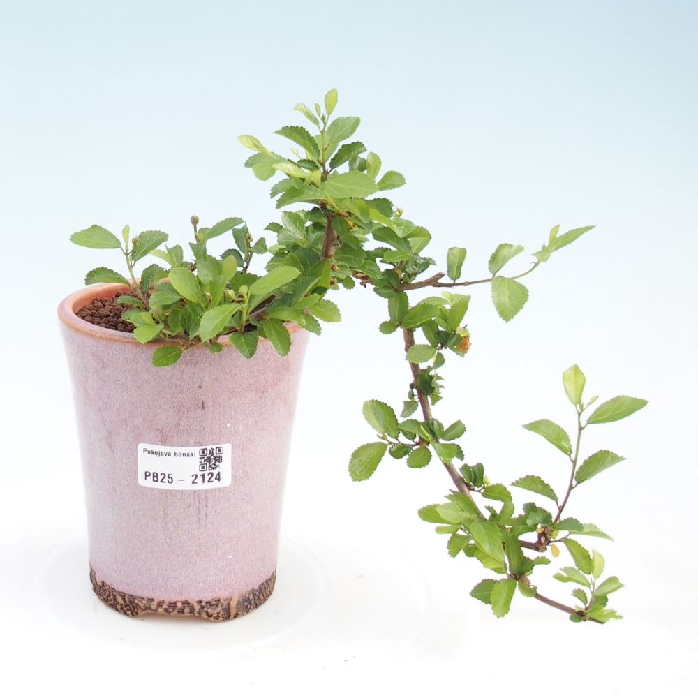 Izbová bonsai - Grewia occidentalis - Hviezdica levanduľová