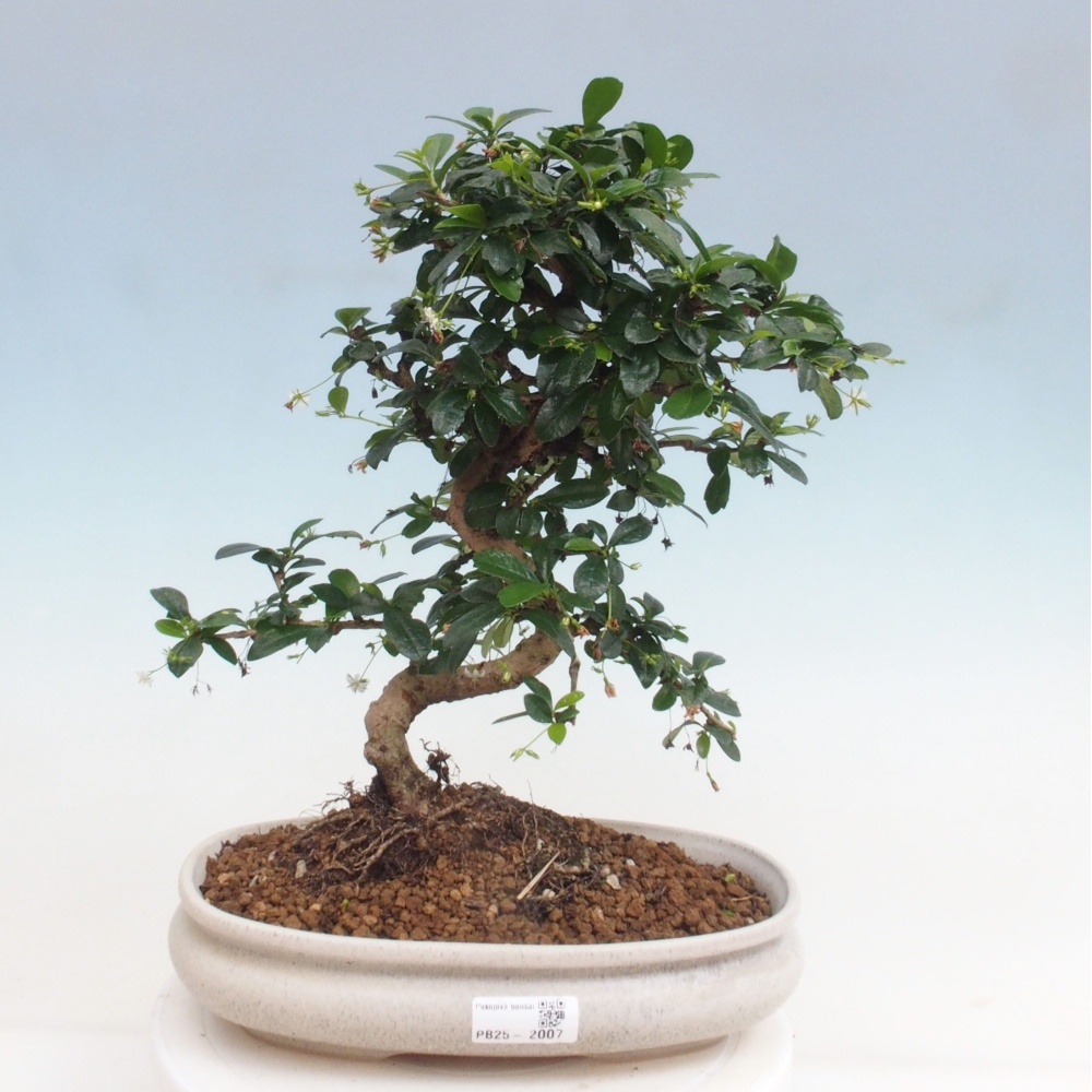 Izbová bonsai - Carmona macrophylla - Čaj fuki