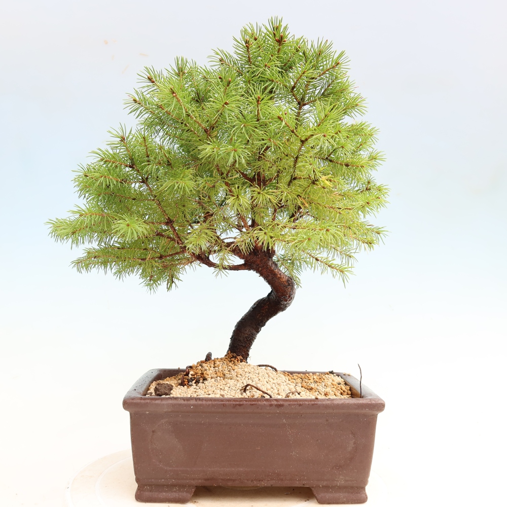 Vonkajší bonsai – Smrek sivý – Picea glauca globe