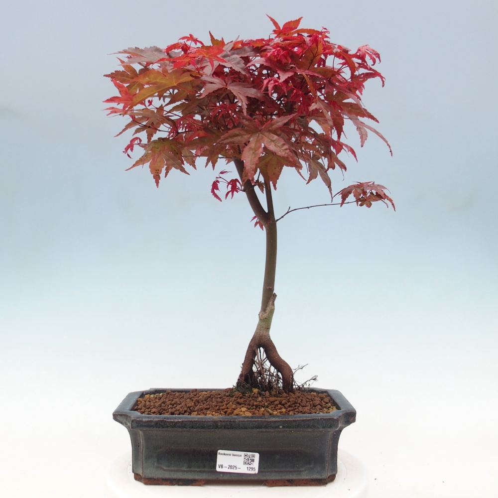 Vonkajšie bonsai - Javor dlaňolistý - Acer palmatum DESHOJO