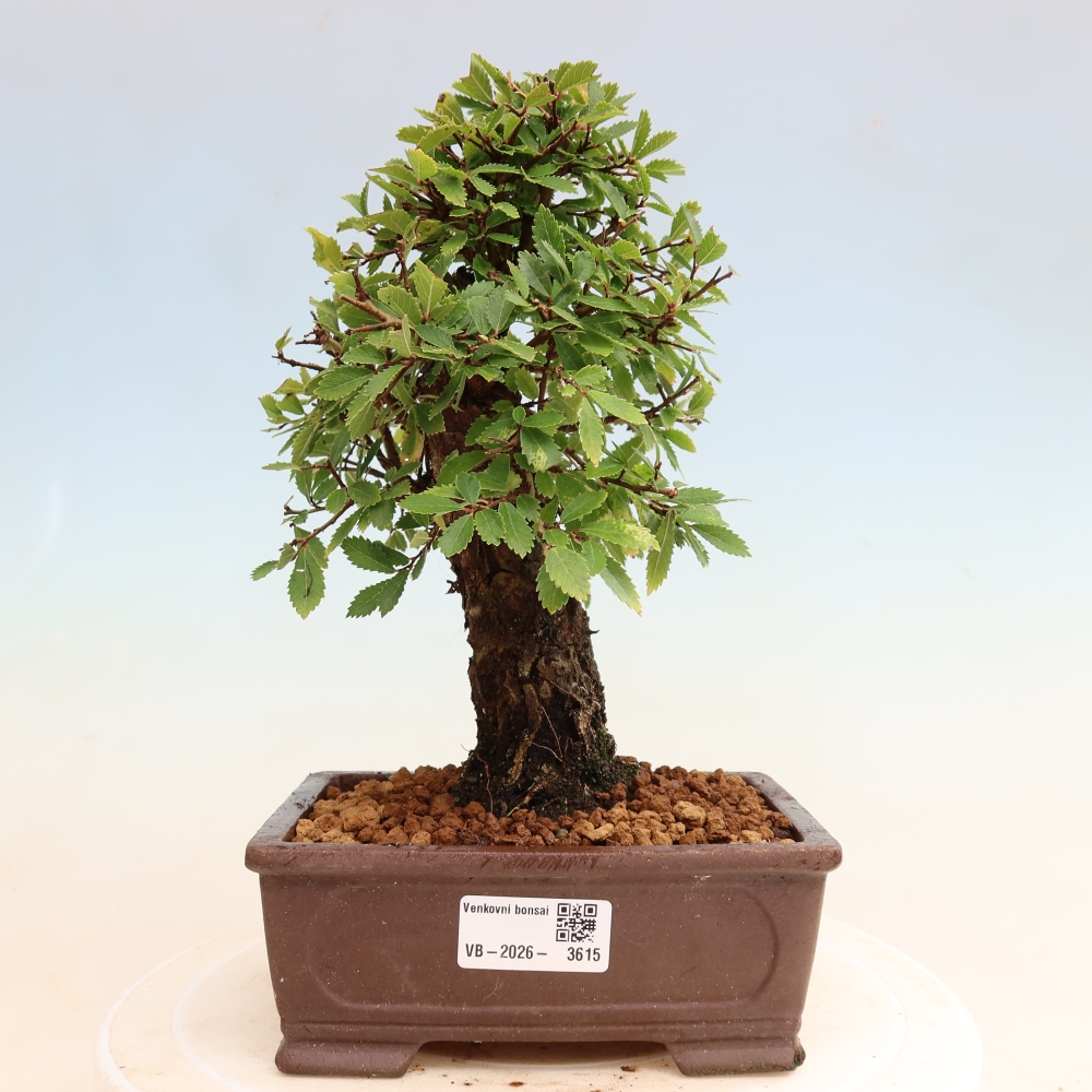 Vonkajšie bonsaje - Zelkova - Zelkova NIRE