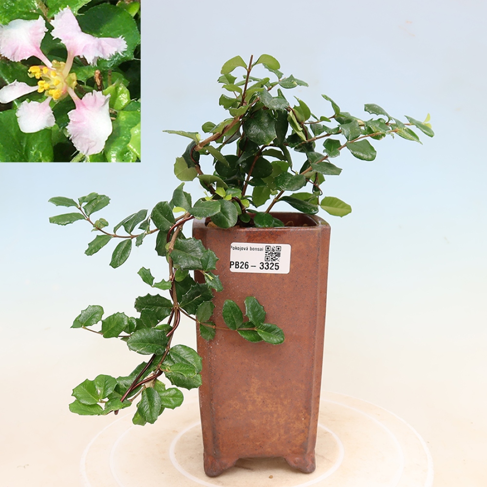 Izba bonsai – barbadoská čerešňa (Malpighia coccigera)
