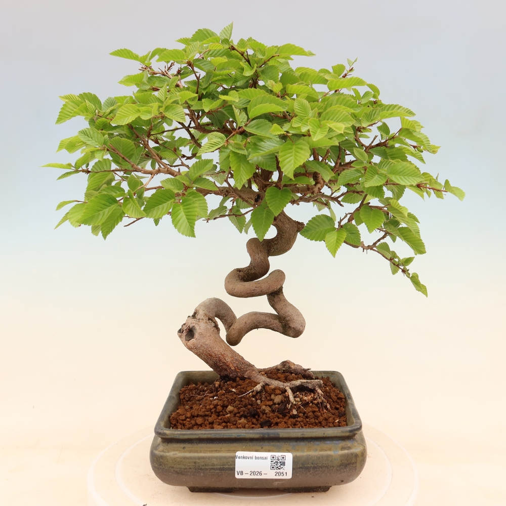 Vonkajší bonsaj -Carpinus coreana - Hrab kórejský