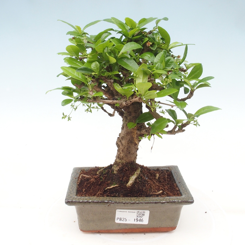 Izbová bonsai - Carmona macrophylla - Čaj fuki