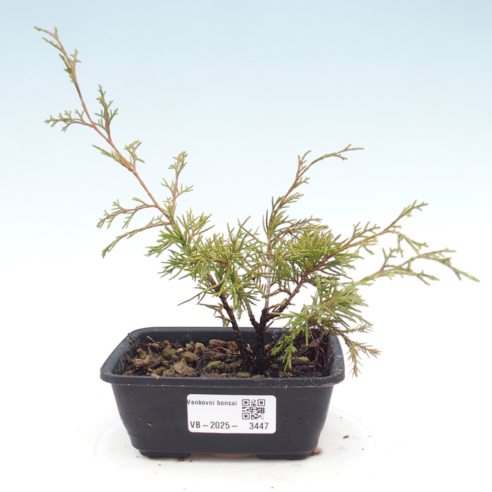 Vonkajší bonsaj - Juniperus chinensis Itoigawa