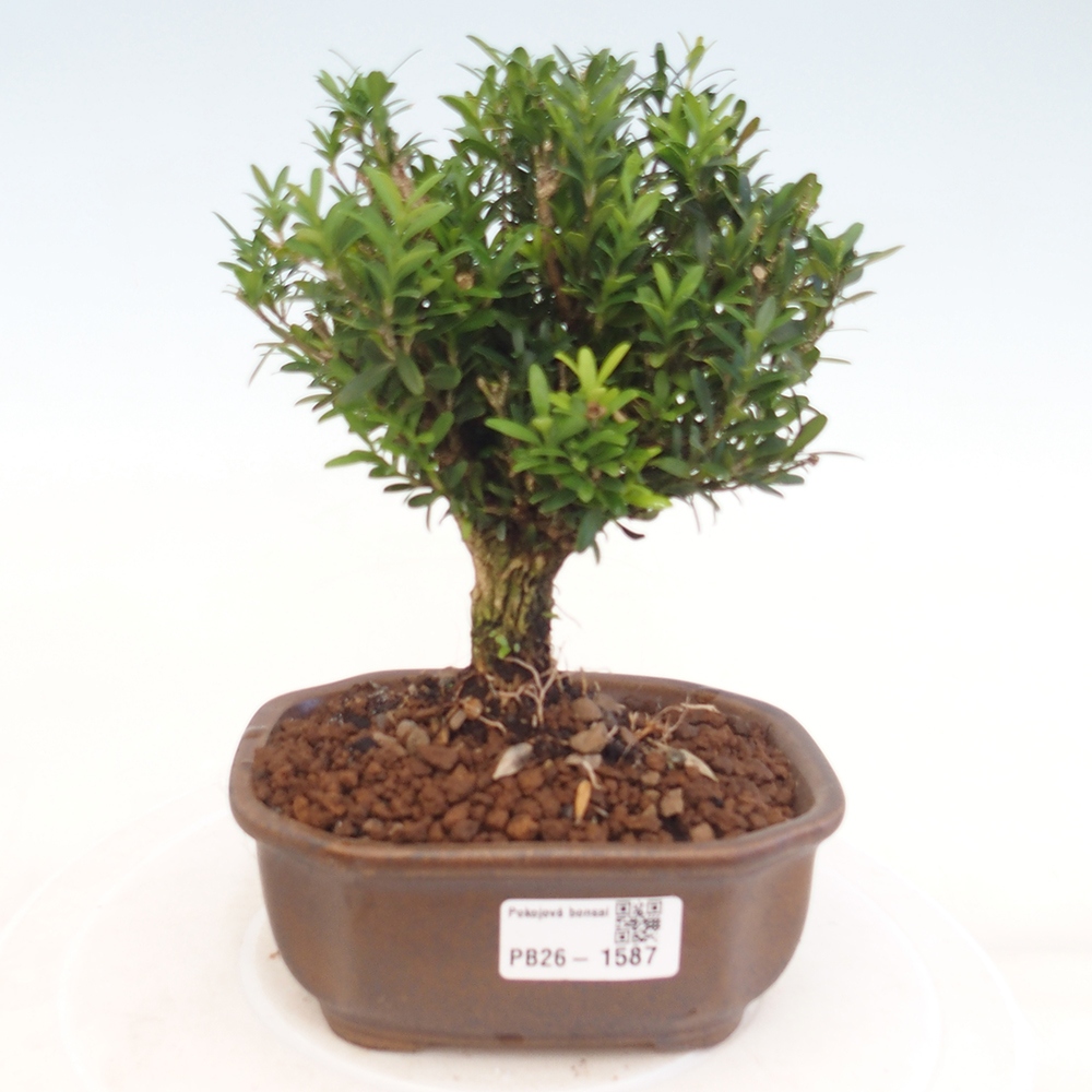 Izbové bonsaje - Buxus harlandii - korkový buxus