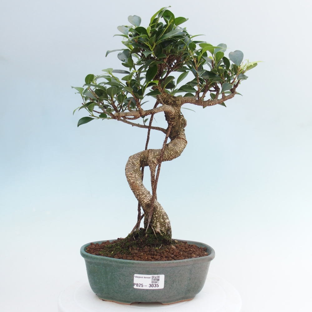 Izbová bonsai - Ficus retusa - malolistá fikus