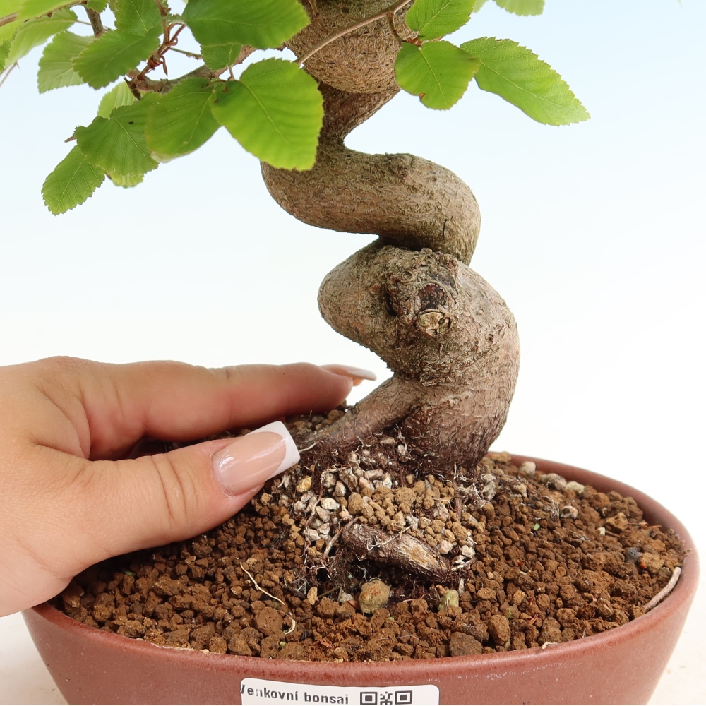 Vonkajší bonsaj -Carpinus coreana - Hrab kórejský