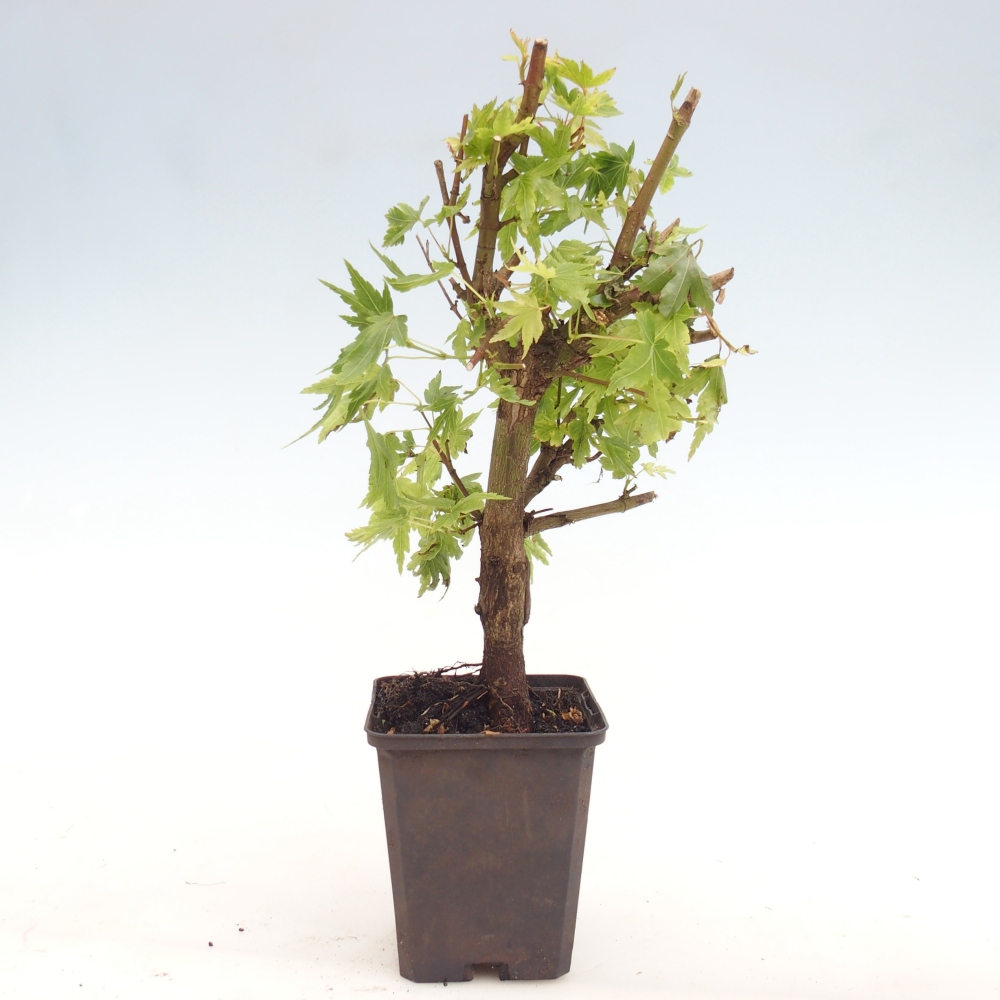 Vonkajší bonsaj - Acer palmatum Dr Tilt v kontajneri