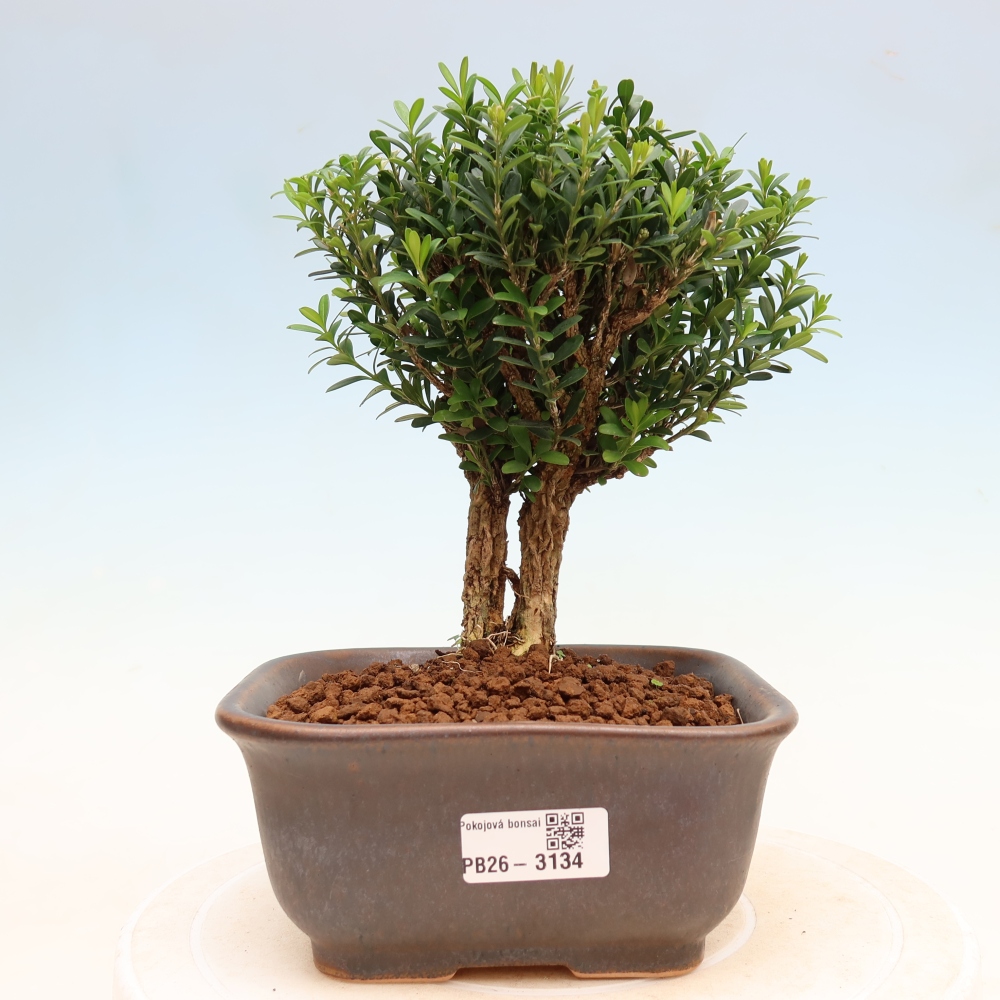 Izbové bonsaje - Buxus harlandii - korkový buxus