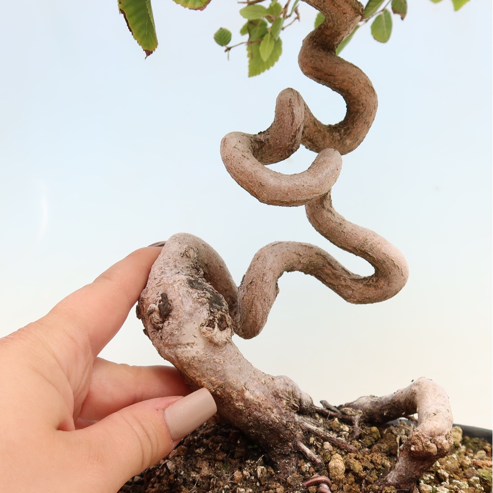 Vonkajšie bonsaje -Carpinus CARPINOIDES - Hrab kórejský