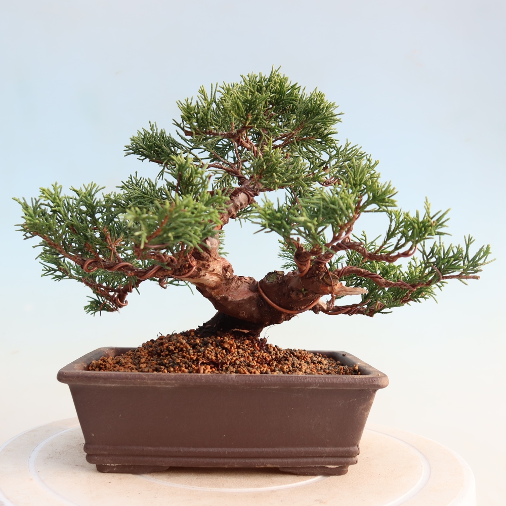 Vonkajší bonsai - Juniperus chinensis Itoigawa -Jalovec čínsky