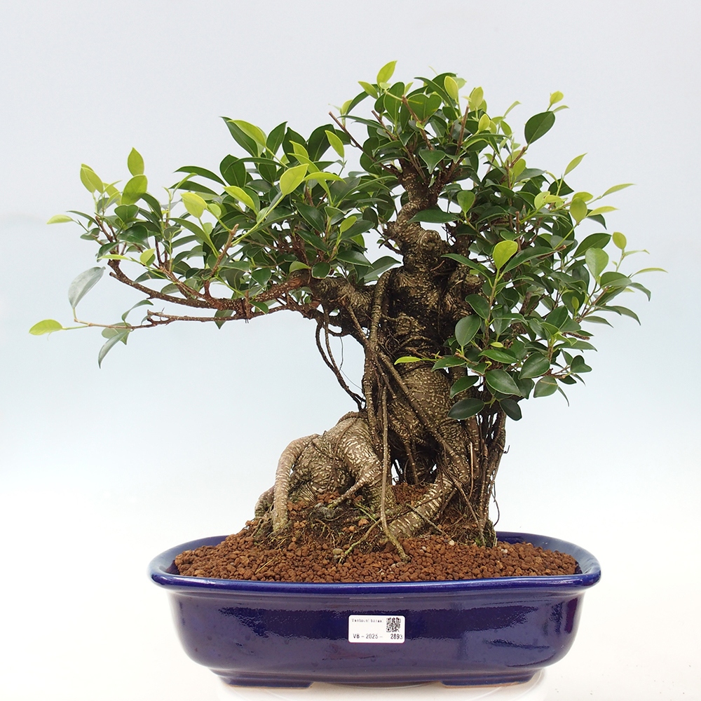 Izbový bonsaj - Ficus kimmen - drobnolistý fikus - len osobný odber alebo preprava na paletách