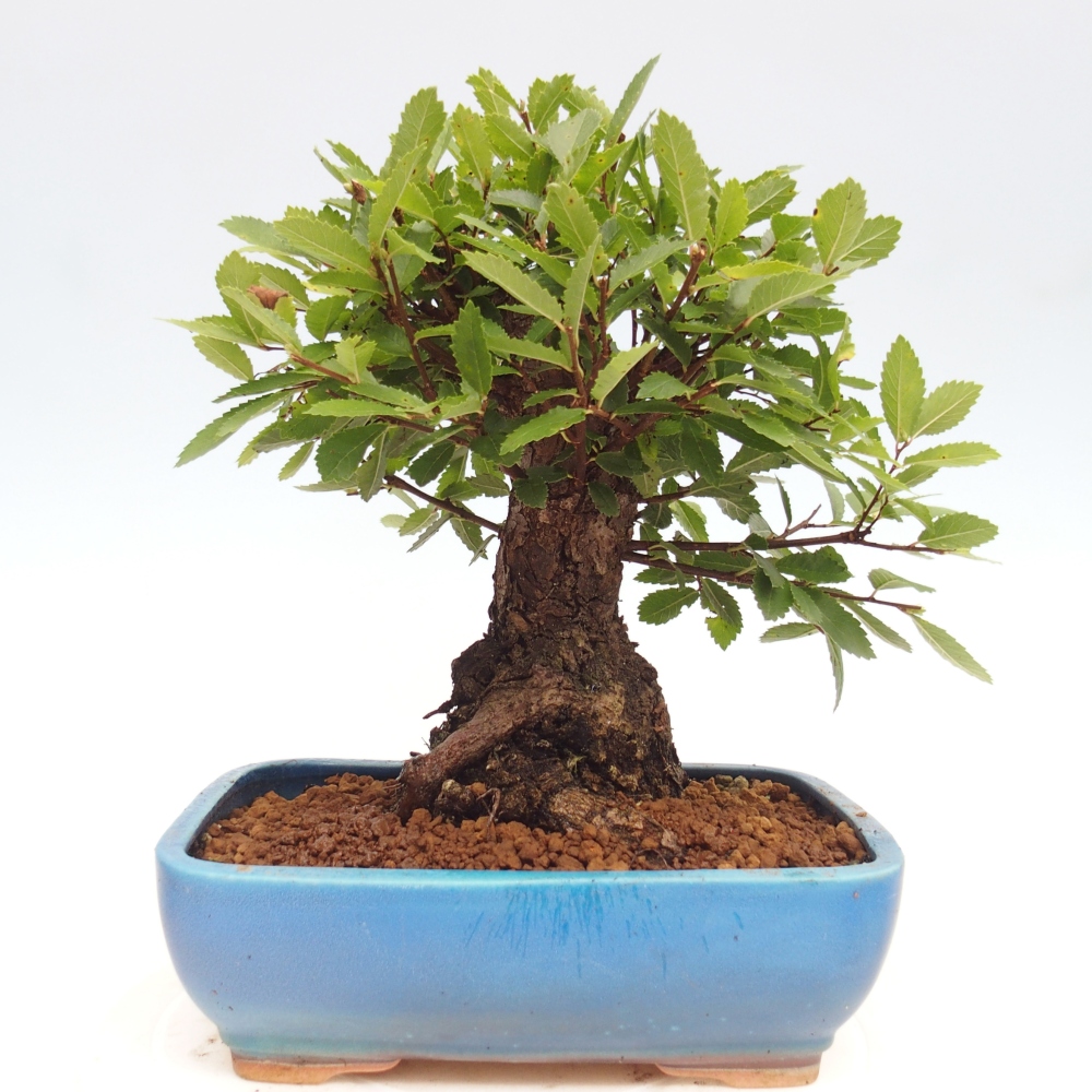 Vonkajšie bonsai - Zelkova - Zelkova Nirom