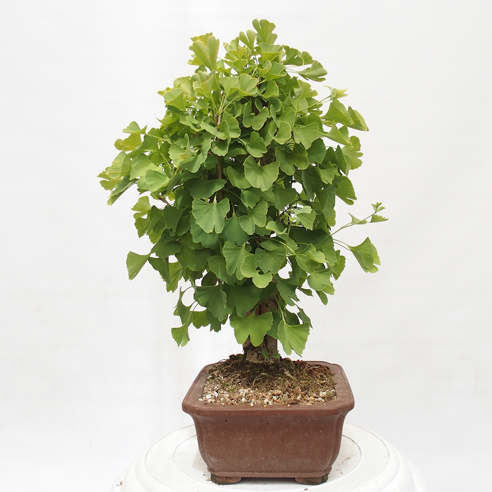 Vonkajší bonsai - Jinan dvojlaločný - Ginkgo biloba