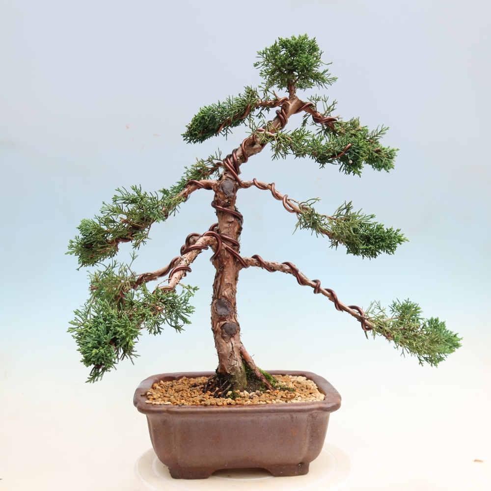 Vonkajší bonsaj - Juniperus chinensis Kishu