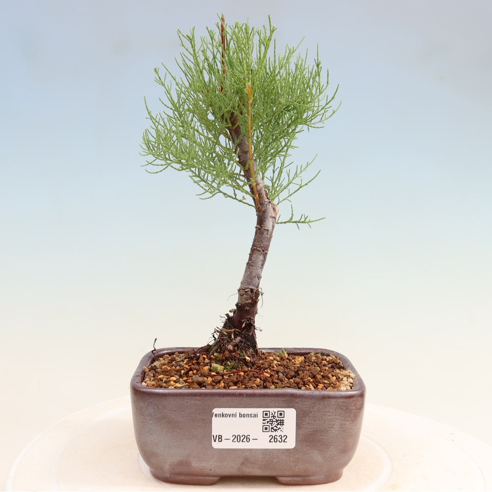 Vonkajšie bonsaje – Tamaryšek – Tamarix
