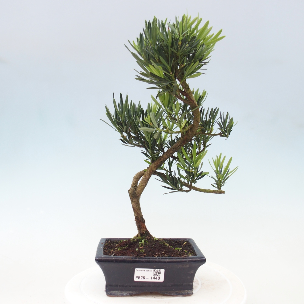 Izbové bonsaje - Podocarpus - Kamenný tis