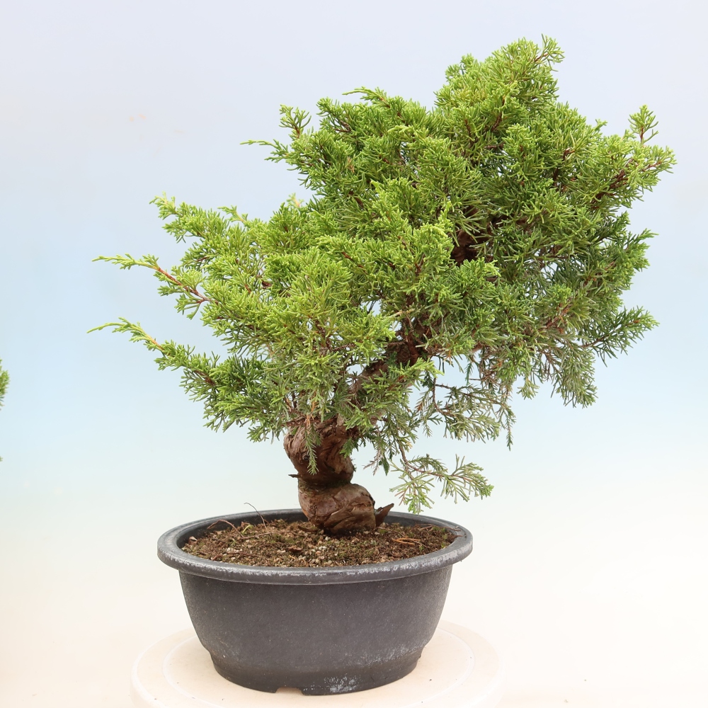 Vonkajší bonsai – Juniperus chinensis Itoigawa – čínsky jalovec
