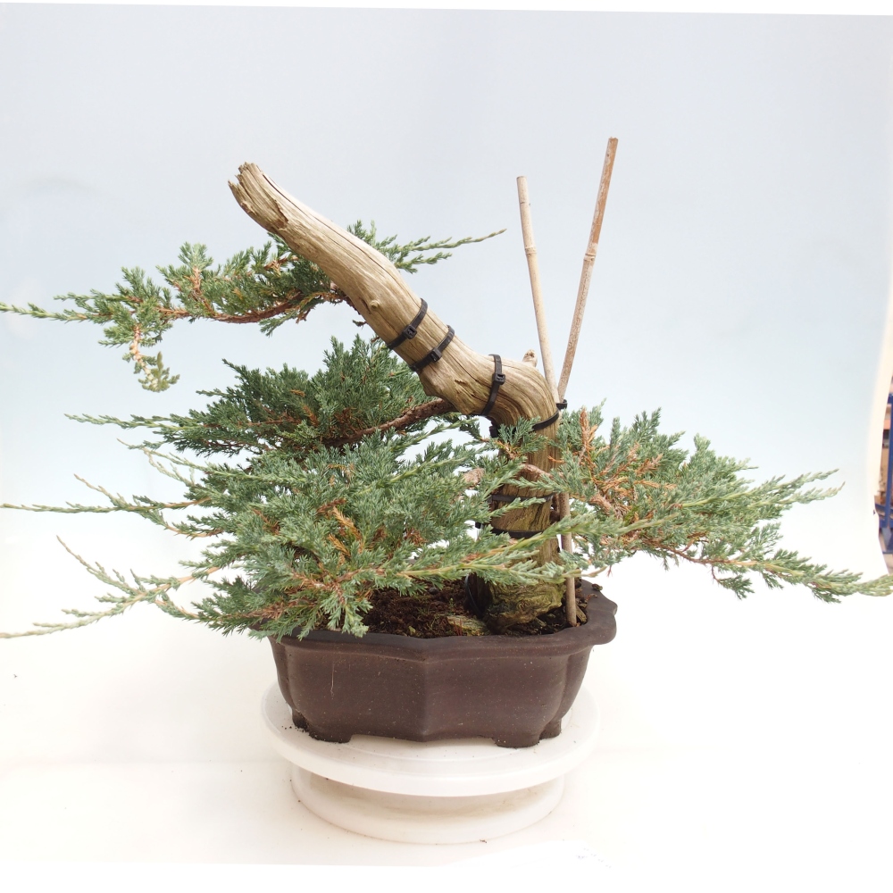 Vonkajší bonsai - Juniperus - Borievka polehavá