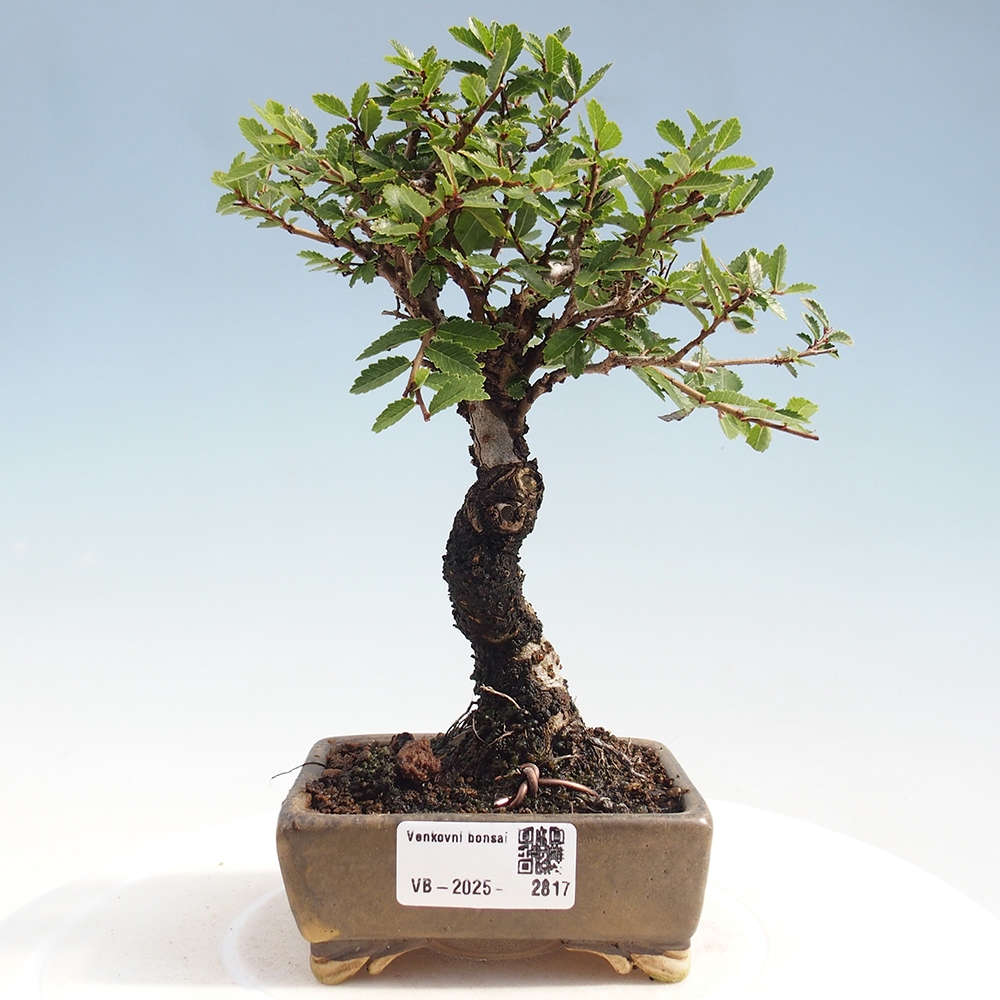 Vonkajšie bonsai - Zelkova - Zelkova Nirom