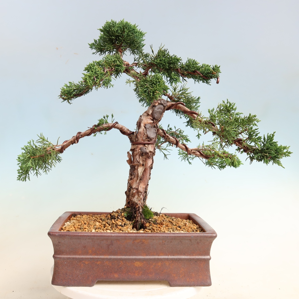 Vonkajší bonsaj - Juniperus chinensis Kishu