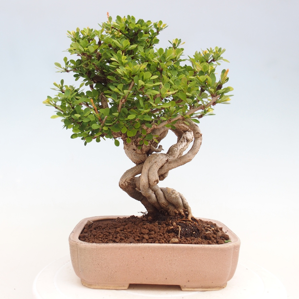 Vonkajšie bonsaje - Berberis coreana