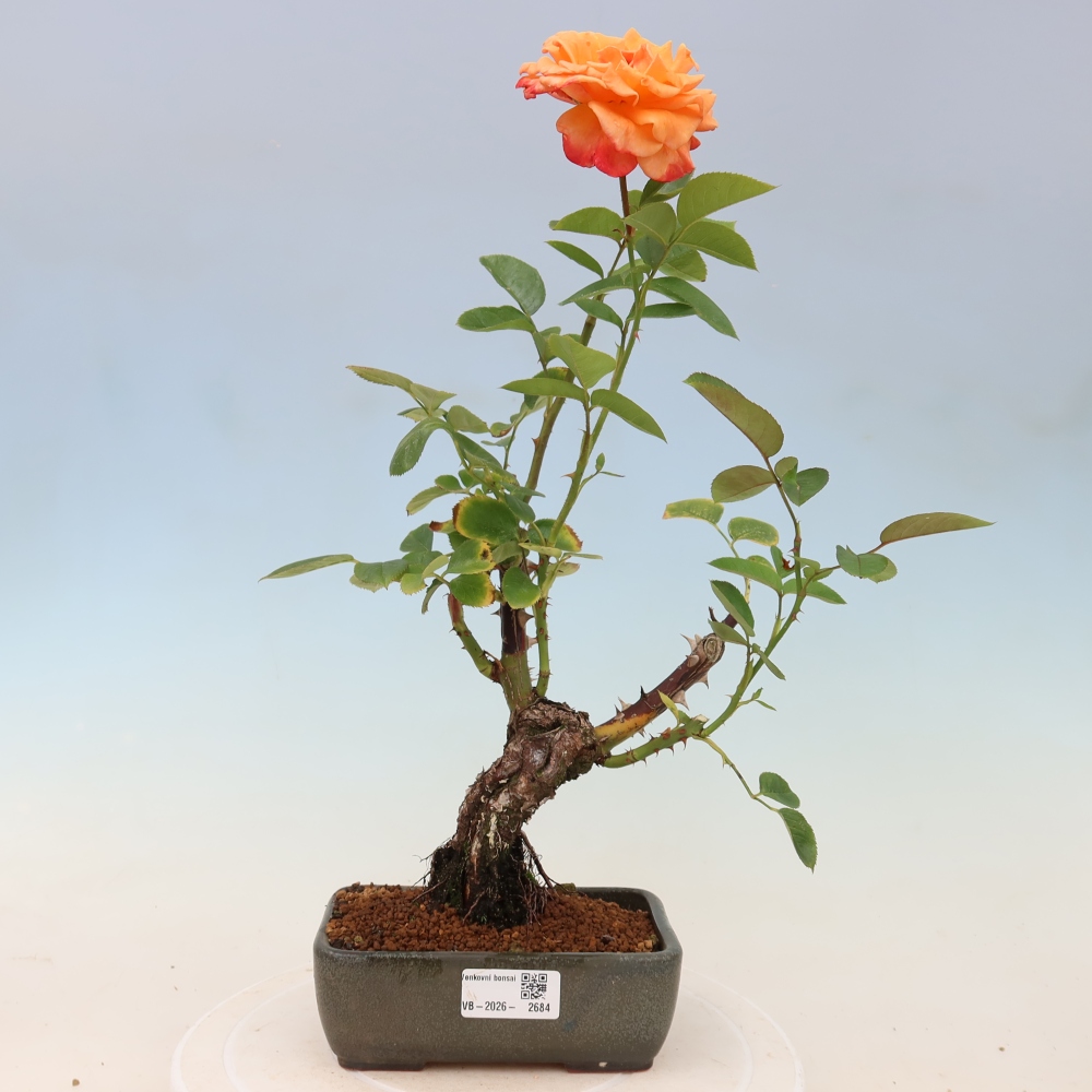 Vonkajšie bonsaje – Rosa Kordes – ruže