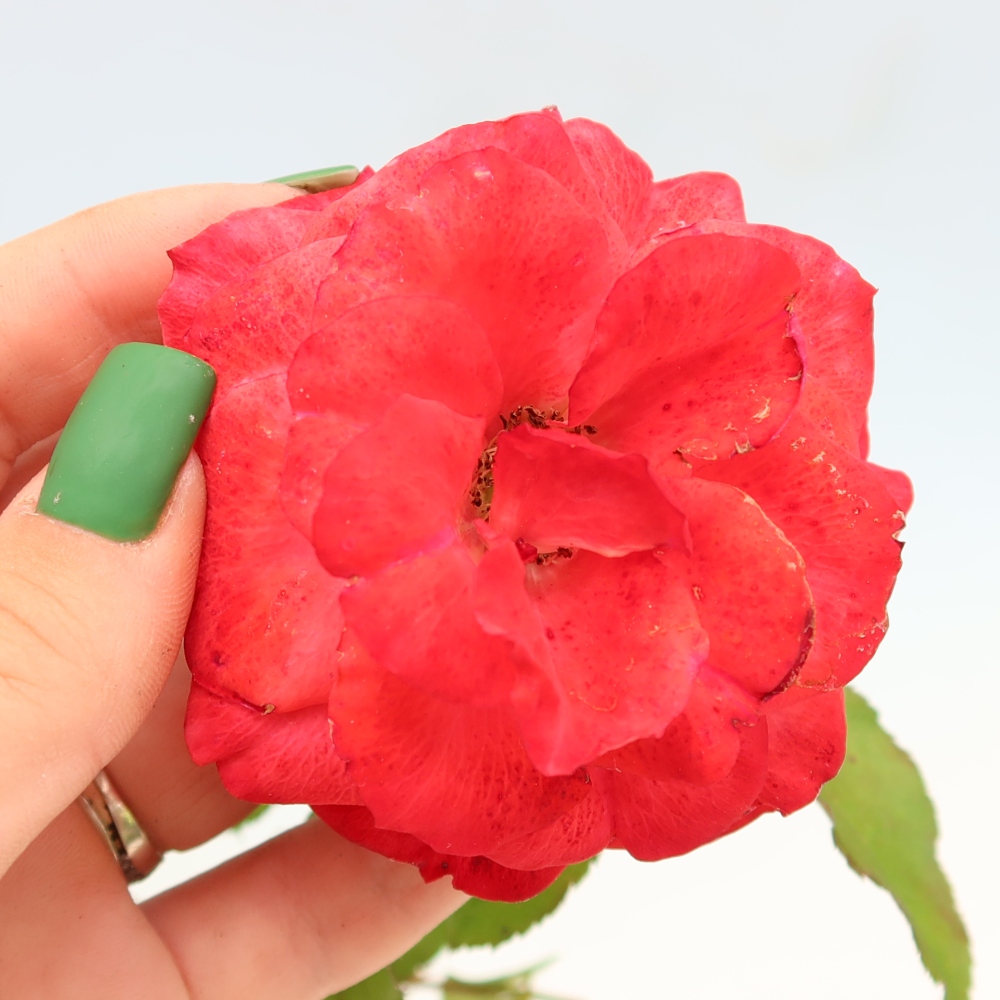 Vonkajšie bonsaje – Rosa Kordes – ruže