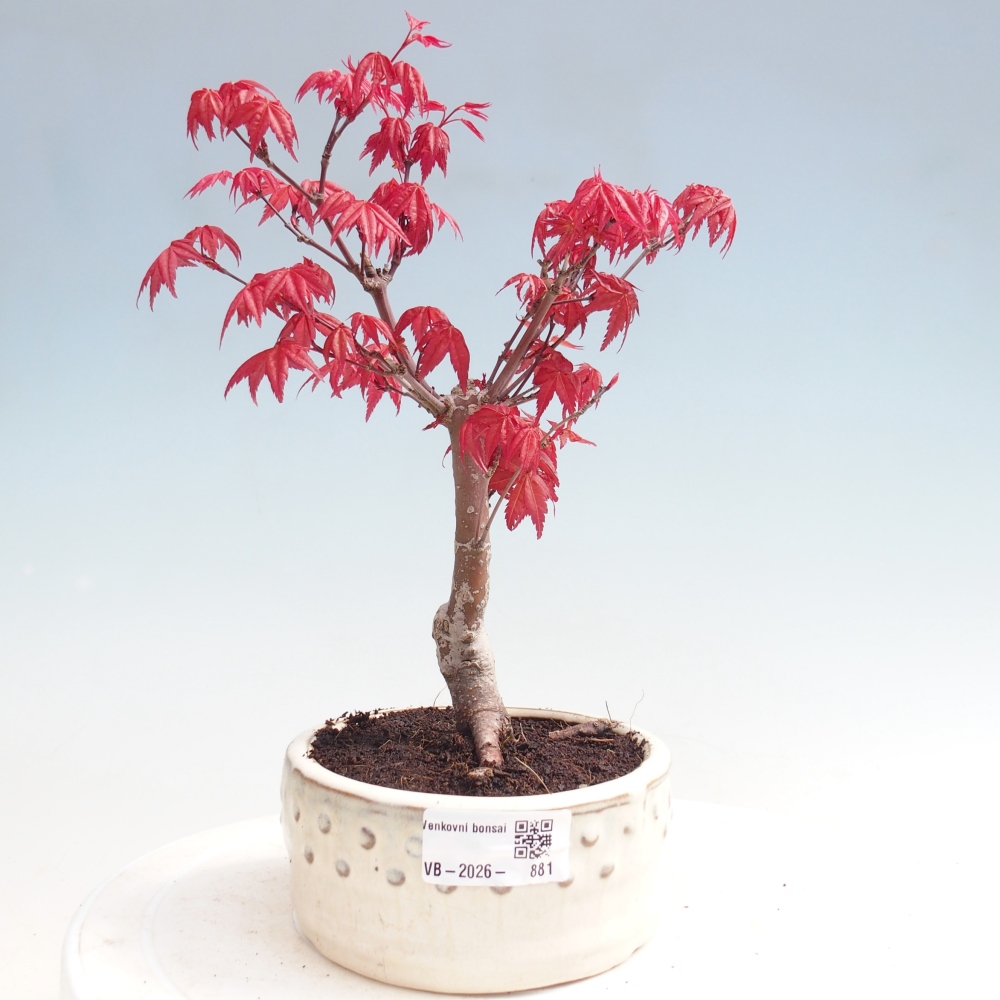 Vonkajší bonsaj - Acer palmatum DESHOJO