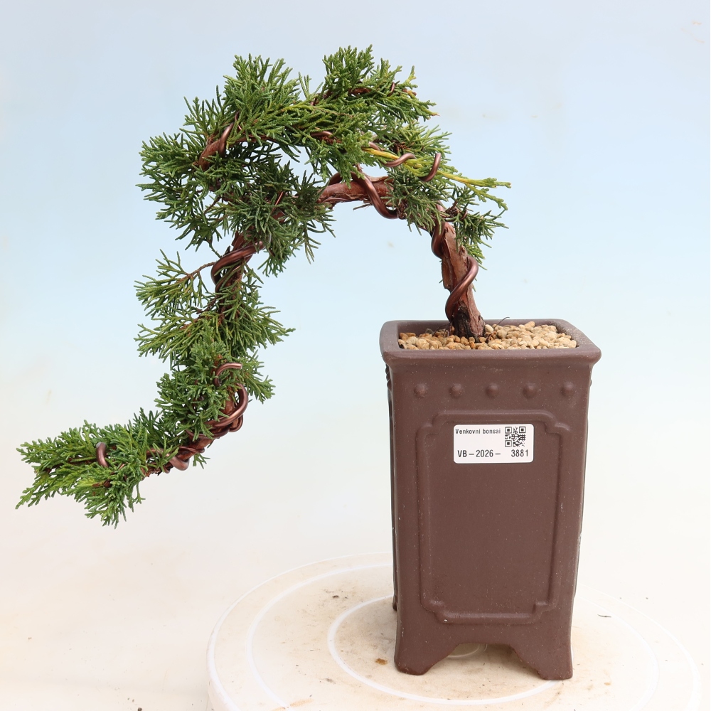 Vonkajší bonsaj - Juniperus chinensis Kishu