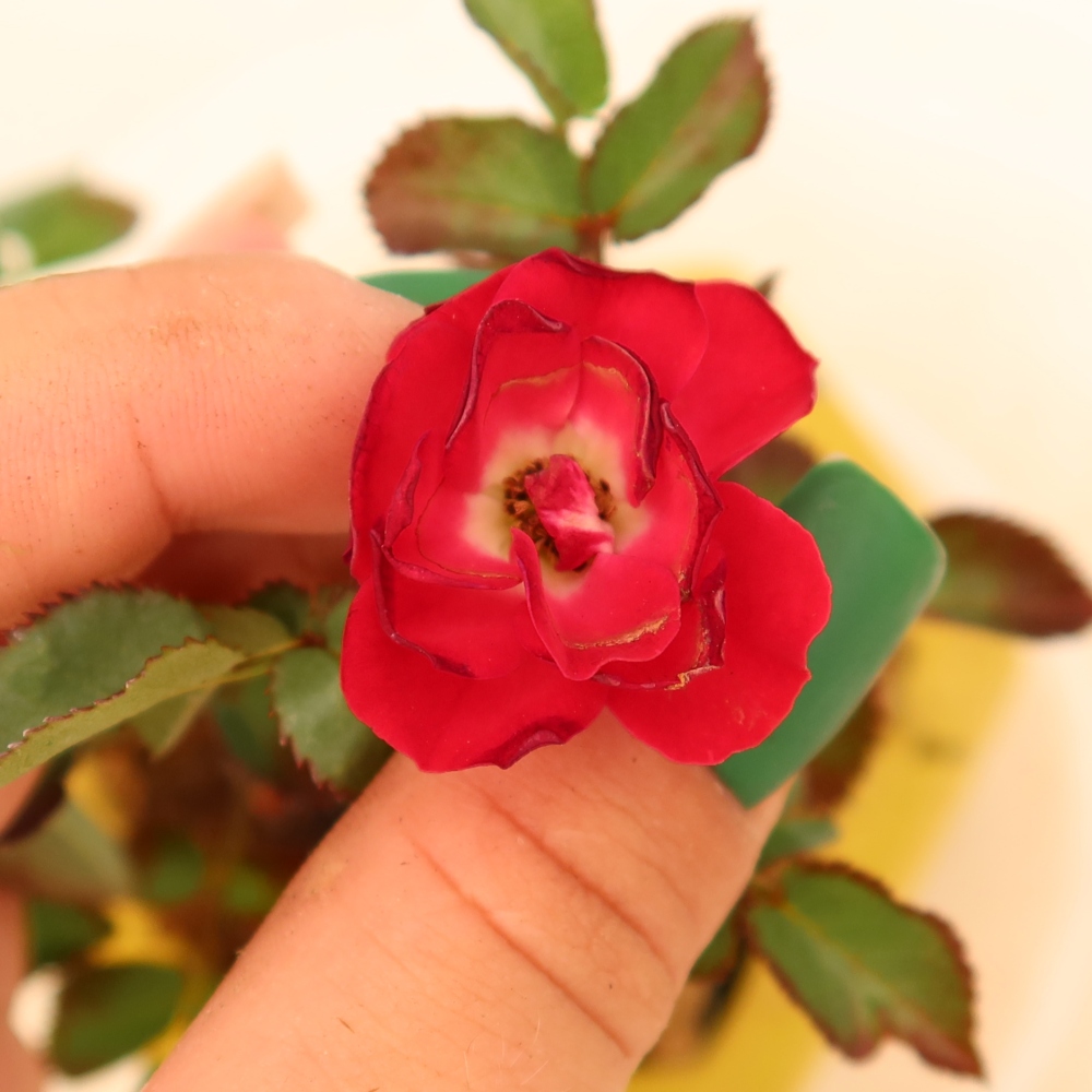 Vonkajšie bonsaje – Rosa Kordes – ruže