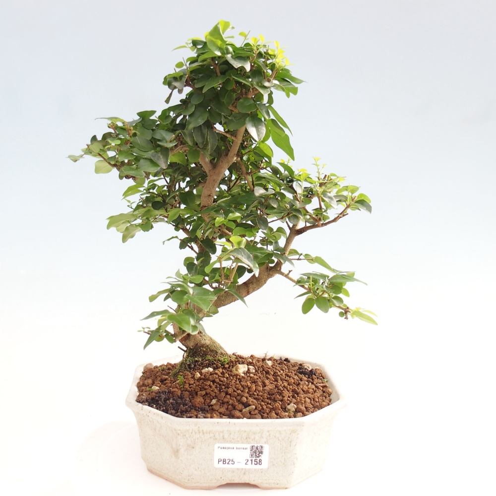 Izbová bonsai -Ligustrum chinensis - Vtáčí zob
