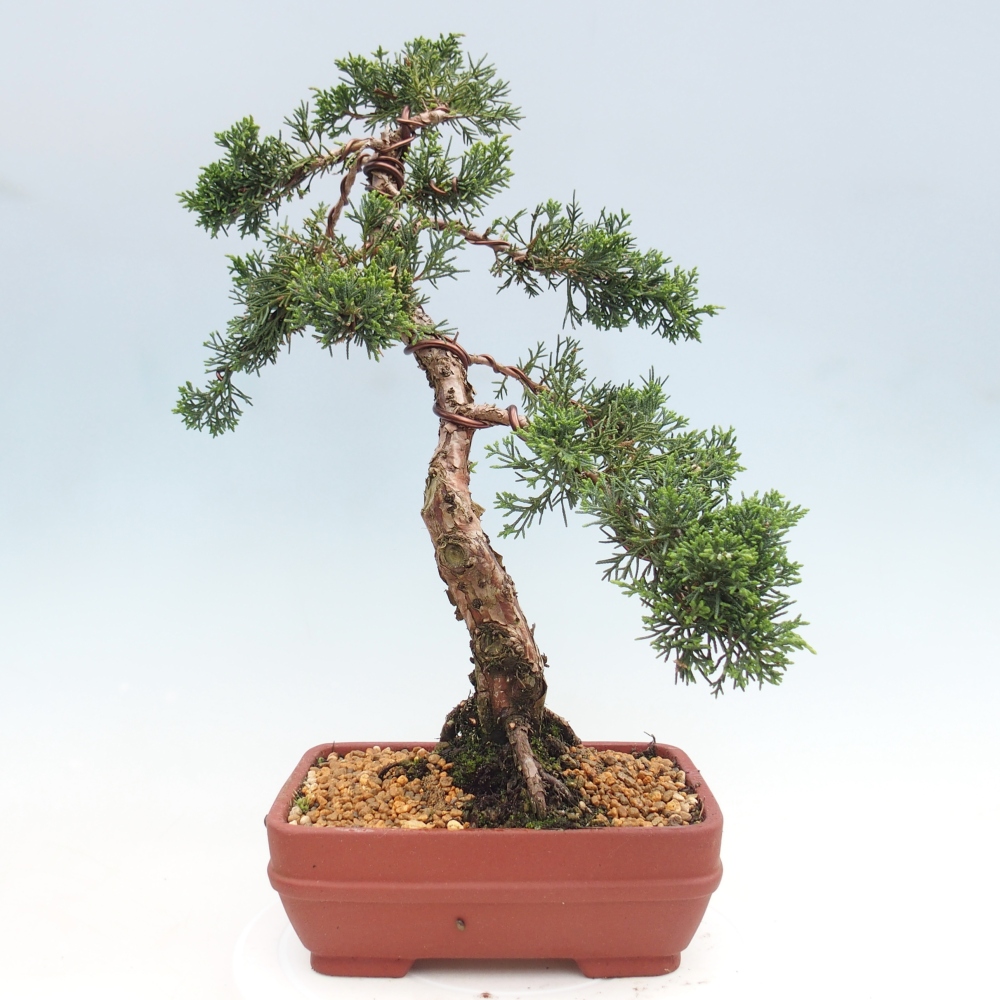 Vonkajší bonsaj - Juniperus chinensis Kishu