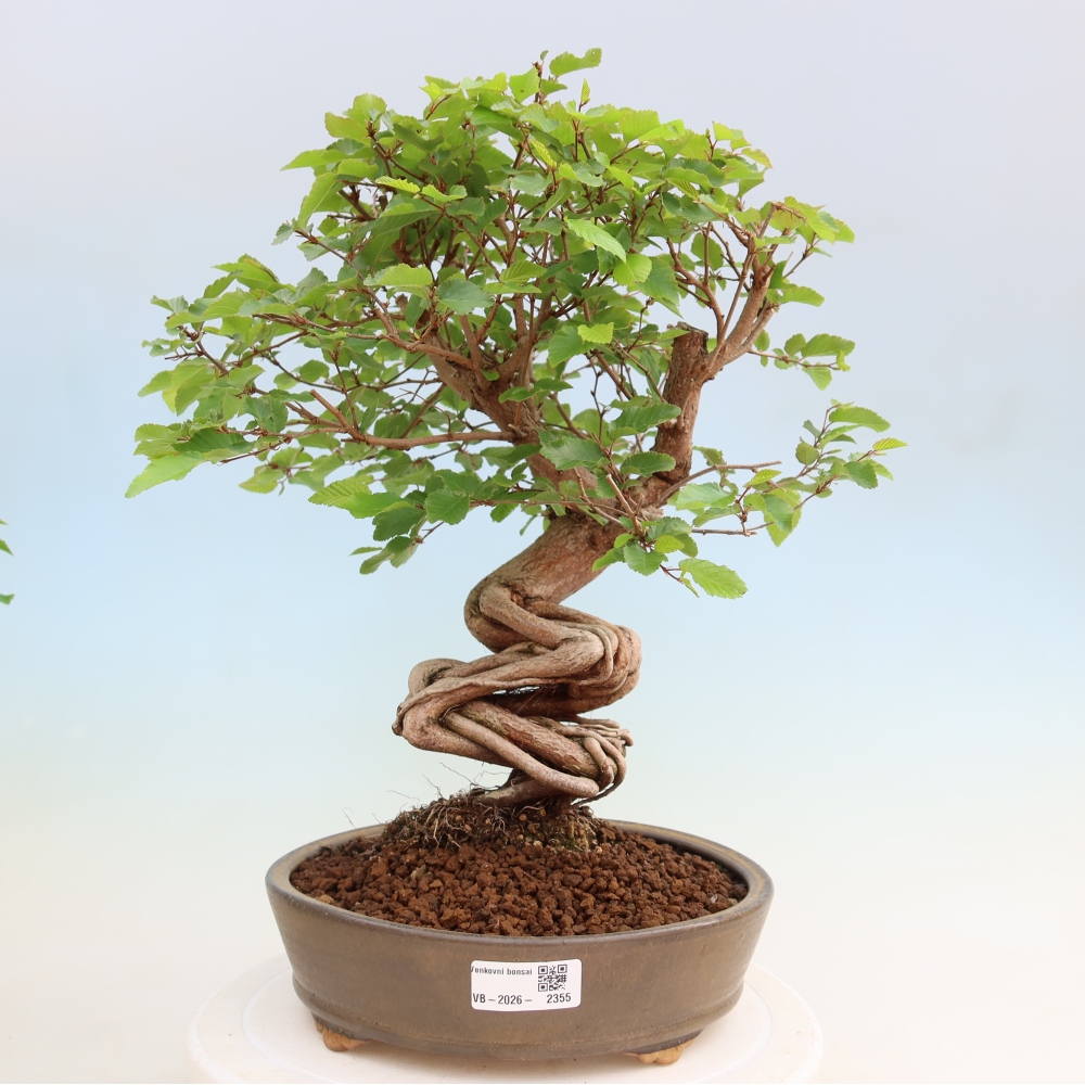Vonkajší bonsaj -Carpinus coreana - Hrab kórejský