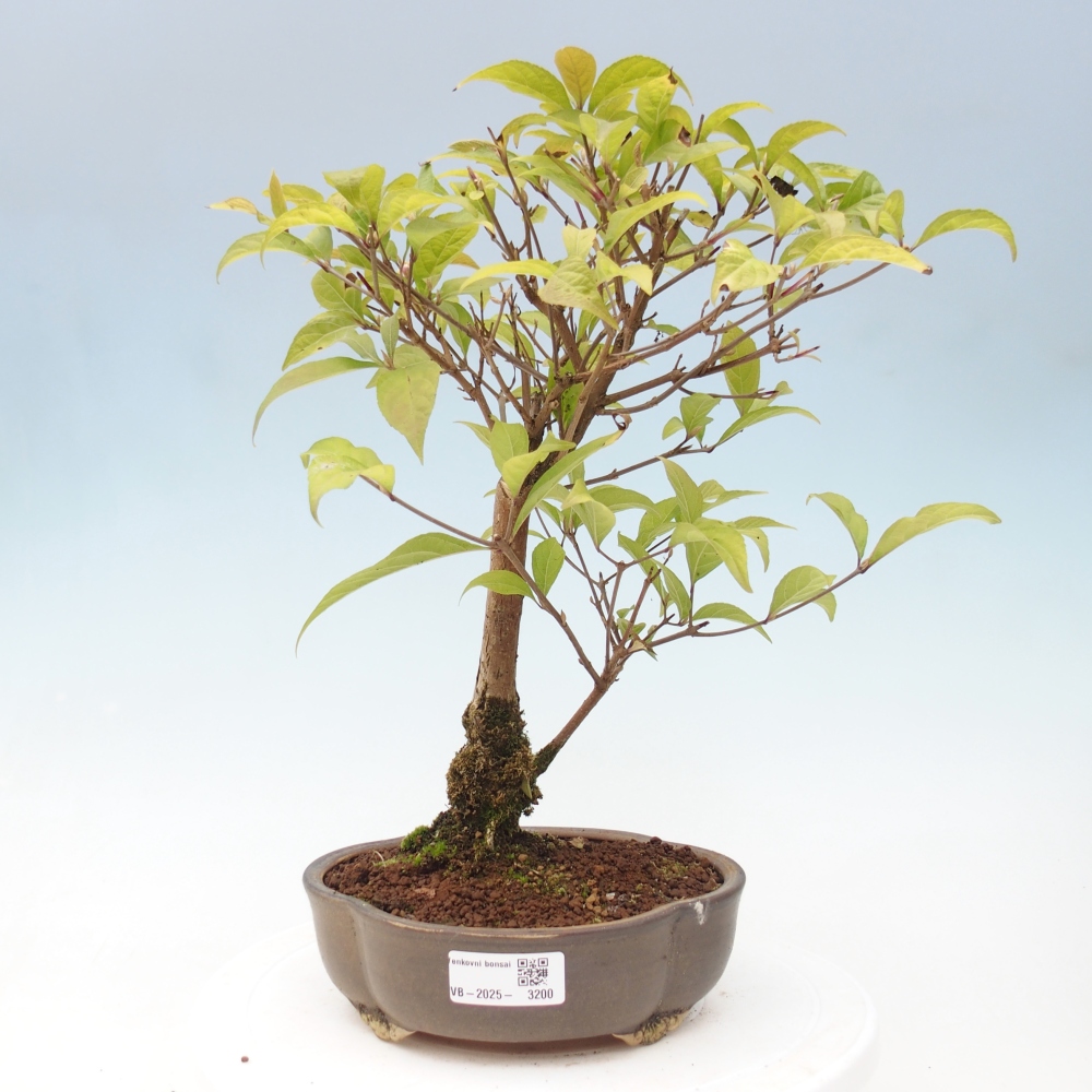 Vonkajšia bonsai - krásnoplodka - Callicarpa jap. Leucocarpa
