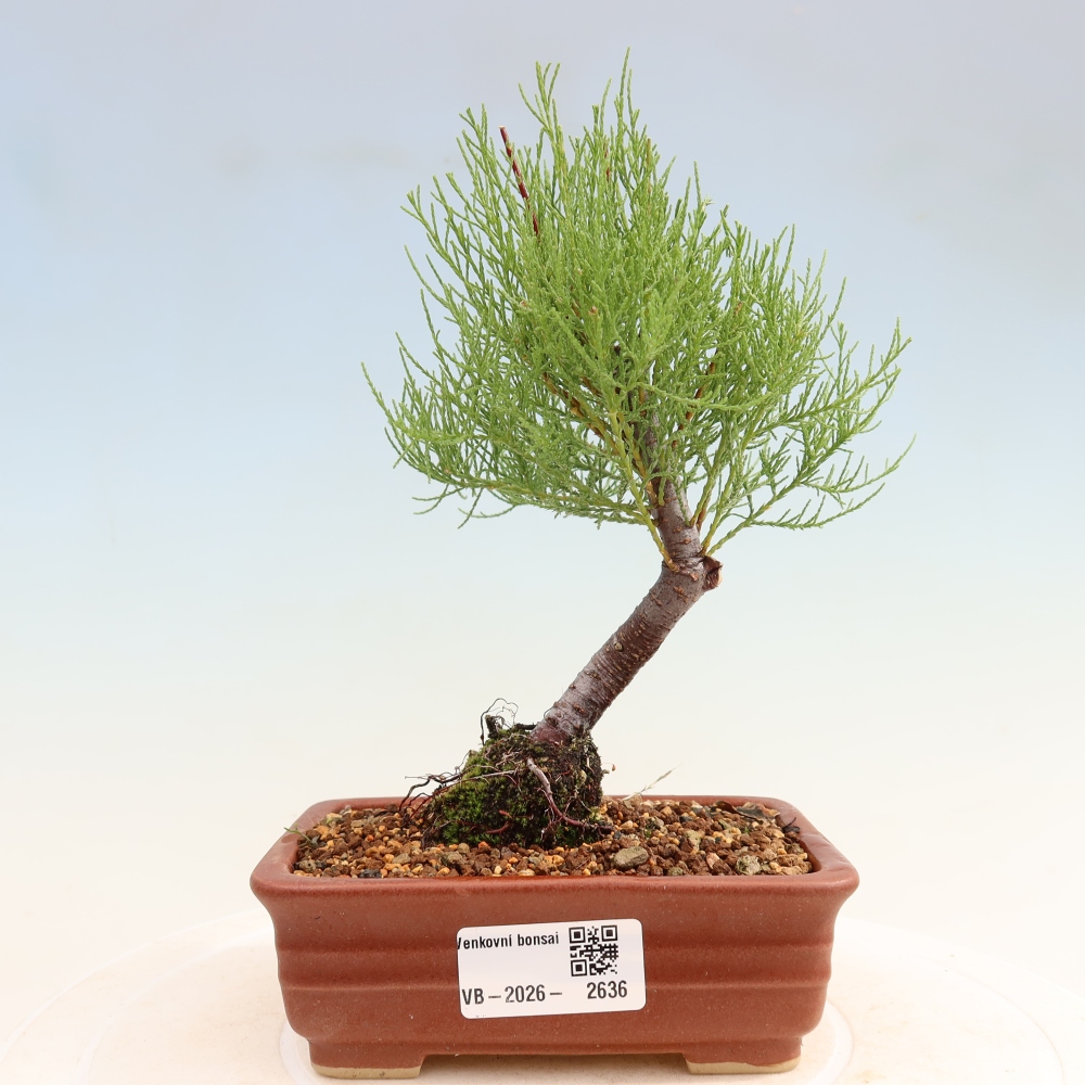 Vonkajšie bonsaje – Tamaryšek – Tamarix