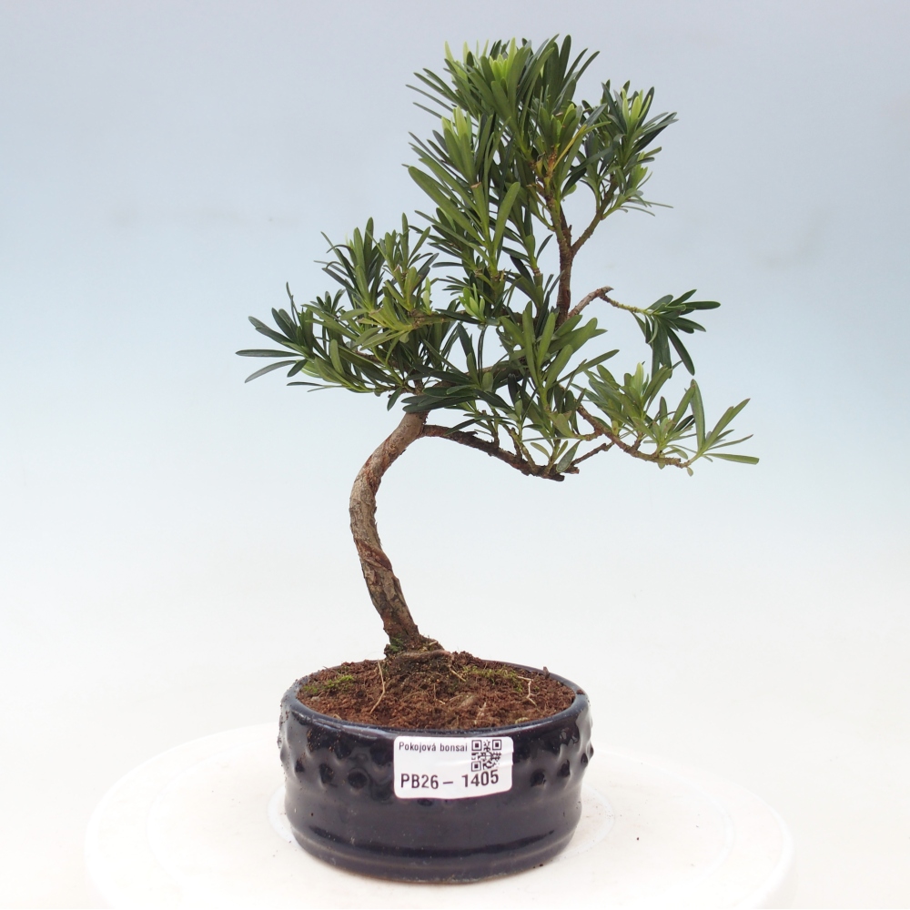 Izbové bonsaje - Podocarpus - Kamenný tis