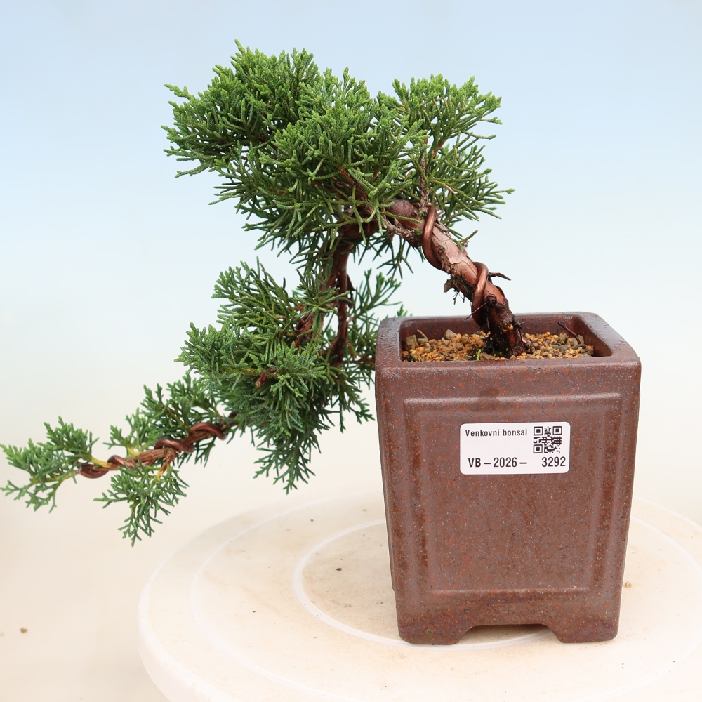 Vonkajší bonsaj - Juniperus chinensis Kishu