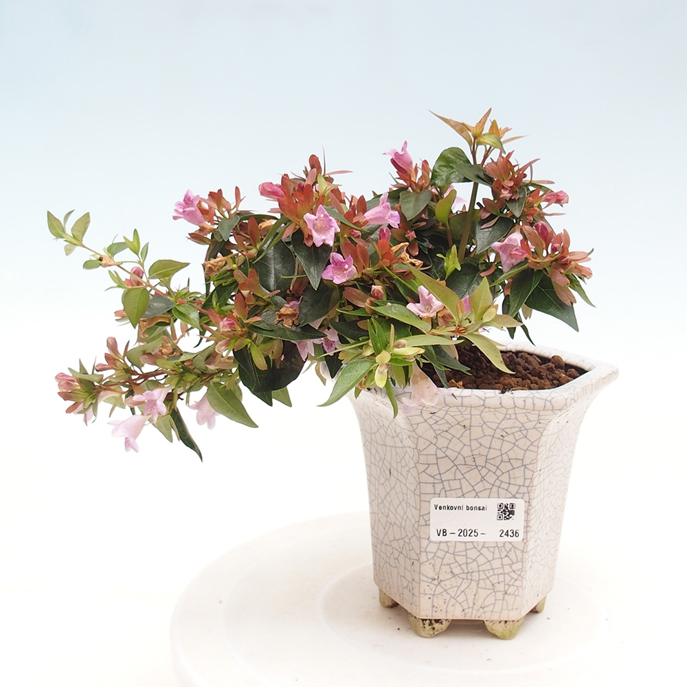 Vonkajší bonsai - Abelia Grandiflora - Abélia veľkokvetá